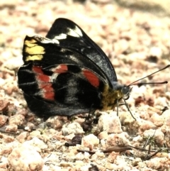 Delias harpalyce (Imperial Jezebel) at Mallacoota, VIC - 6 Jun 2023 by GlossyGal