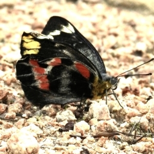 Delias harpalyce at Mallacoota, VIC - 6 Jun 2023