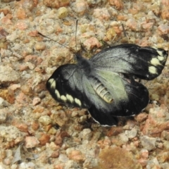 Delias harpalyce at Mallacoota, VIC - 6 Jun 2023