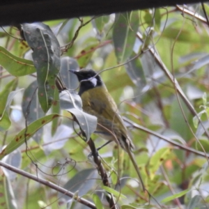 Nesoptilotis leucotis at Mallacoota, VIC - 6 Jun 2023