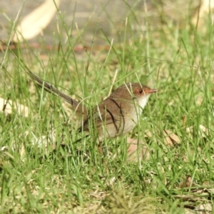 Malurus cyaneus at Mallacoota, VIC - 6 Jun 2023