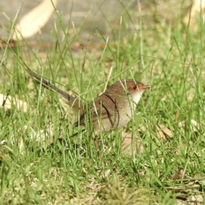 Malurus cyaneus (Superb Fairywren) at Mallacoota, VIC - 6 Jun 2023 by GlossyGal