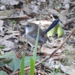 Malurus cyaneus at Mallacoota, VIC - 6 Jun 2023