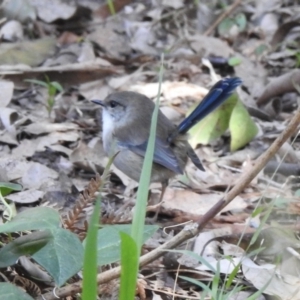 Malurus cyaneus at Mallacoota, VIC - 6 Jun 2023