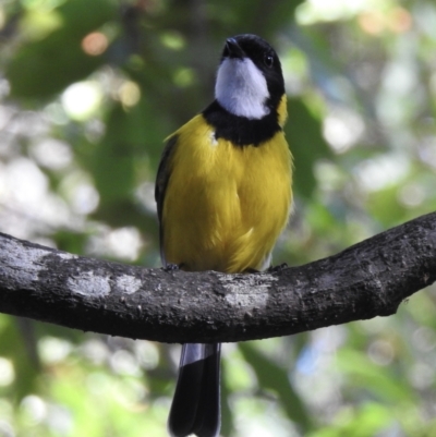 Pachycephala pectoralis (Golden Whistler) at Mortimers Paddock Bushland Reserve - 6 Jun 2023 by GlossyGal