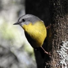 Eopsaltria australis (Eastern Yellow Robin) at Mortimers Paddock Bushland Reserve - 6 Jun 2023 by GlossyGal