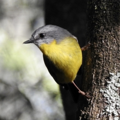 Eopsaltria australis (Eastern Yellow Robin) at Mortimers Paddock Bushland Reserve - 6 Jun 2023 by GlossyGal