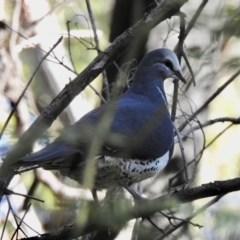 Leucosarcia melanoleuca (Wonga Pigeon) at Mortimers Paddock Bushland Reserve - 6 Jun 2023 by GlossyGal