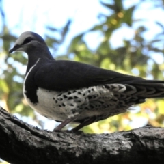 Leucosarcia melanoleuca at Mallacoota, VIC - 6 Jun 2023