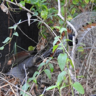 Menura novaehollandiae (Superb Lyrebird) at Mortimers Paddock Bushland Reserve - 6 Jun 2023 by GlossyGal