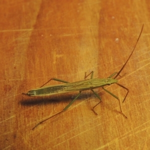 Mutusca brevicornis (A broad-headed bug) at Conder, ACT by michaelb