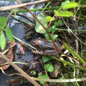 Mixophyes fasciolatus at The Gap, QLD - 11 Jan 2022