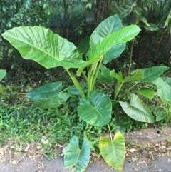 Alocasia brisbanensis (Cunjevoi, Spoon Lily) at The Gap, QLD - 9 Feb 2023 by Paten