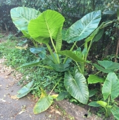 Alocasia brisbanensis at The Gap, QLD - 9 Feb 2023 04:09 PM