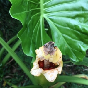 Alocasia brisbanensis at The Gap, QLD - 9 Feb 2023 04:09 PM