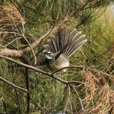 Rhipidura albiscapa (Grey Fantail) at Fyshwick, ACT - 7 Jun 2023 by RodDeb