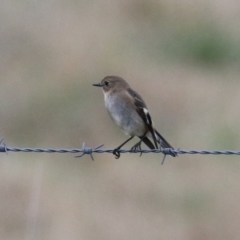 Petroica phoenicea (Flame Robin) at Jerrabomberra Wetlands - 7 Jun 2023 by RodDeb