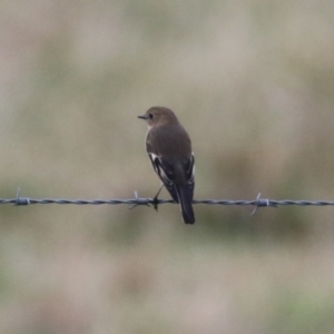 Petroica phoenicea at Fyshwick, ACT - 7 Jun 2023