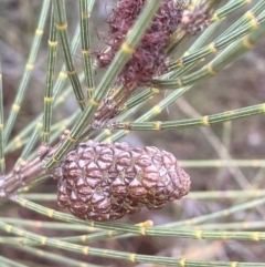 Allocasuarina distyla (Shrubby Sheoak) at Karabar, NSW - 7 Jun 2023 by MeganDixon