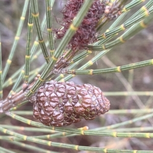 Allocasuarina distyla at Karabar, NSW - 7 Jun 2023