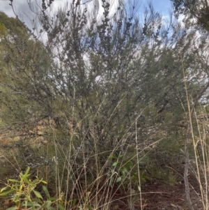 Allocasuarina distyla at Karabar, NSW - 7 Jun 2023