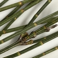 Allocasuarina distyla at Karabar, NSW - 7 Jun 2023