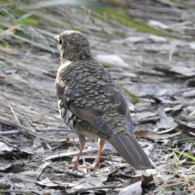 Zoothera lunulata (Bassian Thrush) at Mortimers Paddock Bushland Reserve - 6 Jun 2023 by GlossyGal