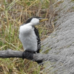 Microcarbo melanoleucos (Little Pied Cormorant) at Greigs Flat, NSW - 7 Jun 2023 by GlossyGal