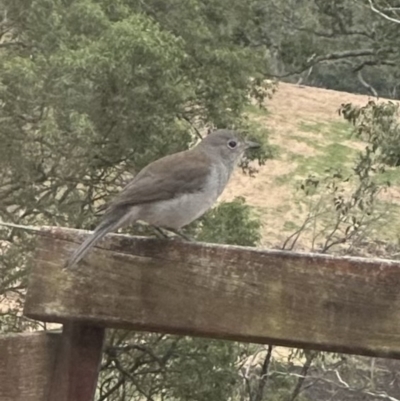 Colluricincla harmonica (Grey Shrikethrush) at Kangaroo Valley, NSW - 8 Jun 2023 by lbradleyKV