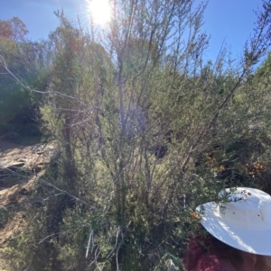 Bursaria spinosa subsp. lasiophylla at Paddys River, ACT - 14 May 2023 12:36 PM