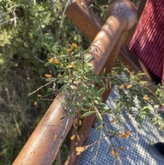 Bursaria spinosa subsp. lasiophylla at Paddys River, ACT - 14 May 2023 12:36 PM