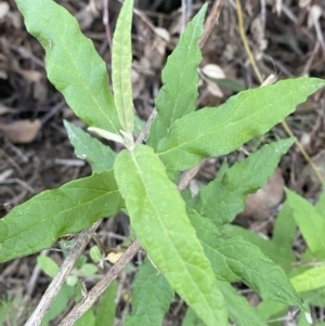 Olearia lirata at Paddys River, ACT - 14 May 2023