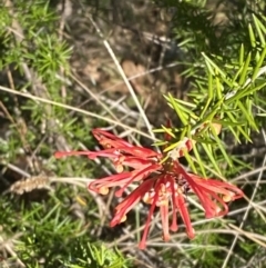 Grevillea juniperina subsp. fortis (Grevillea) at Paddys River, ACT - 14 May 2023 by Tapirlord