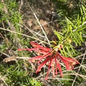 Grevillea juniperina subsp. fortis at Paddys River, ACT - 14 May 2023 12:22 PM