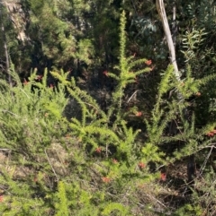 Grevillea juniperina subsp. fortis at Paddys River, ACT - 14 May 2023