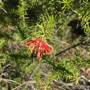 Grevillea juniperina subsp. fortis at Paddys River, ACT - 14 May 2023