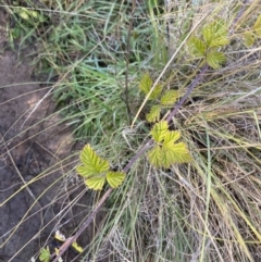 Rubus parvifolius (Native Raspberry) at Bullen Range - 14 May 2023 by Tapirlord