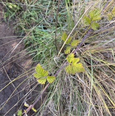 Rubus parvifolius (Native Raspberry) at Bullen Range - 14 May 2023 by Tapirlord