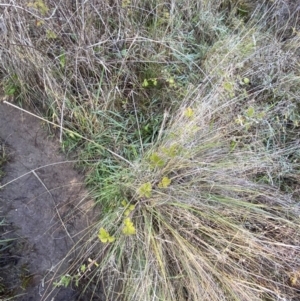 Rubus parvifolius at Paddys River, ACT - 14 May 2023 12:16 PM