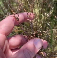 Juncus subsecundus (Finger Rush) at Bullen Range - 14 May 2023 by Tapirlord