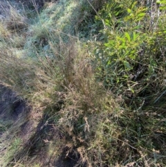 Juncus subsecundus at Paddys River, ACT - 14 May 2023