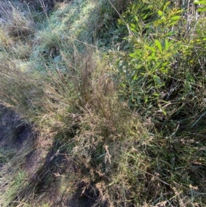 Juncus subsecundus at Paddys River, ACT - 14 May 2023
