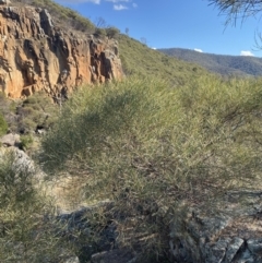 Acacia doratoxylon at Paddys River, ACT - 14 May 2023