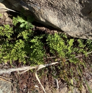 Cheilanthes sieberi subsp. sieberi at Paddys River, ACT - 14 May 2023