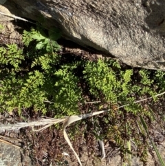 Cheilanthes sieberi subsp. sieberi (Narrow Rock Fern) at Paddys River, ACT - 14 May 2023 by Tapirlord