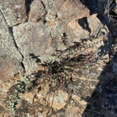 Veronica perfoliata (Digger's Speedwell) at Paddys River, ACT - 14 May 2023 by Tapirlord