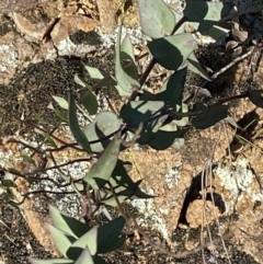 Veronica perfoliata at Paddys River, ACT - 14 May 2023