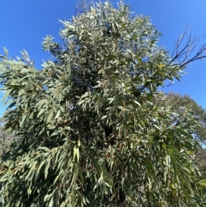 Acacia falciformis at Paddys River, ACT - 14 May 2023 11:03 AM