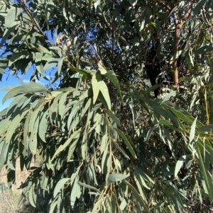 Acacia falciformis at Paddys River, ACT - 14 May 2023 11:03 AM