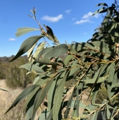 Acacia falciformis at Paddys River, ACT - 14 May 2023 11:03 AM